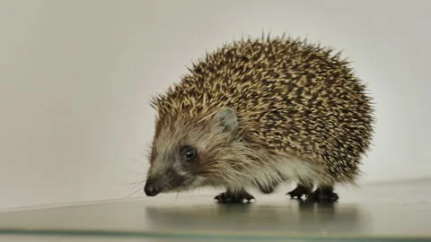 A small hedgehog runs around the table on a white background in search of an Stock Footage 130954552