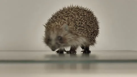 A small hedgehog runs around the table on a white background in search of an Stock Footage 130977053