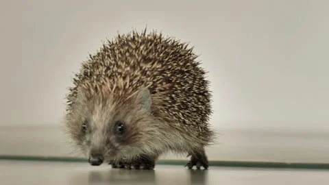 A small hedgehog runs around the table on a white background in search of an Stock Footage 130983116