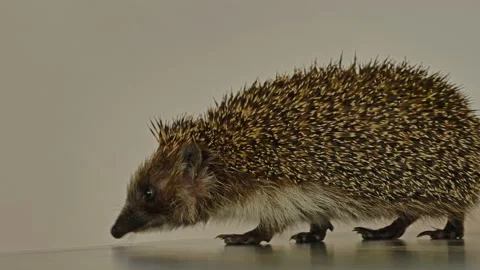 A small hedgehog runs around the table on a white background in search of an Stock Footage 130984137