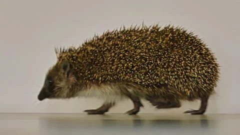 A small hedgehog runs around the table on a white background in search of an Stock Footage 130984821