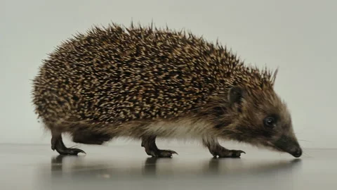 A small hedgehog runs around the table on a white background in search of an Stock Footage 130985503