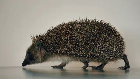 A small hedgehog runs around the table on a white background in search of an Stock Footage 130986026