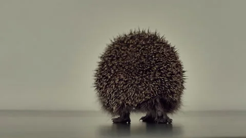 A small hedgehog runs around the table on a white background in search of an Stock Footage 130986261
