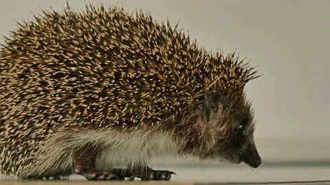 A small hedgehog runs around the table on a white background in search of an Stock Footage 130986983
