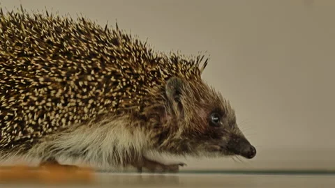 A small hedgehog runs around the table on a white background in search of an Stock Footage 130987981