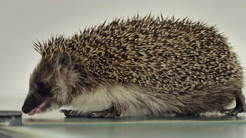 A small hedgehog runs around the table on a white background in search of an Stock Footage 130989040