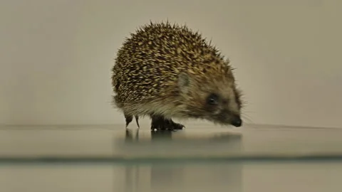 A small hedgehog runs around the table on a white background in search of an Stock Footage 130990839