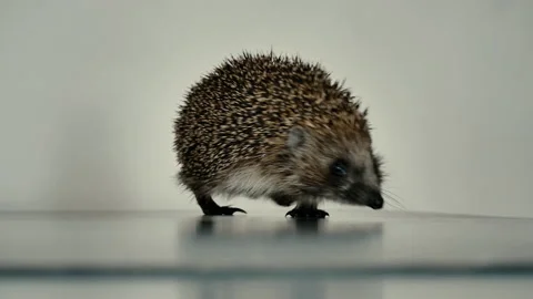 A small hedgehog runs around the table on a white background in search of an Stock Footage 130993096
