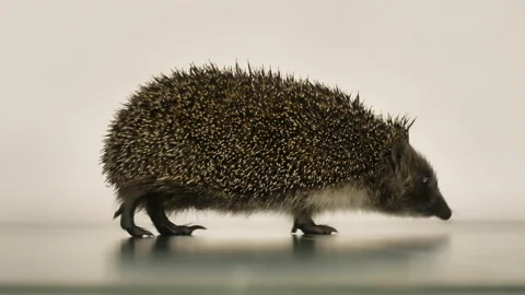 A small hedgehog runs around the table on a white background in search of an Stock Footage 130993592