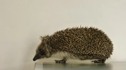 A small hedgehog runs around the table on a white background in search of an Stock Footage 130995664
