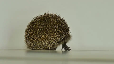 A small hedgehog runs around the table on a white background in search of an Stock Footage 130997473