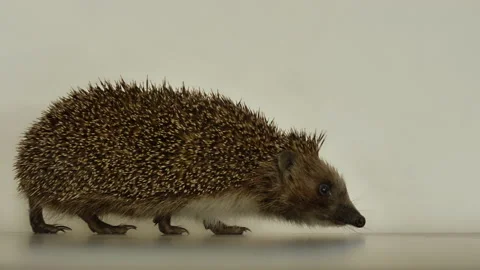 A small hedgehog runs around the table on a white background in search of an Stock Footage 130999766