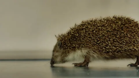 A small hedgehog runs around the table on a white background in search of an Stock Footage 131003119