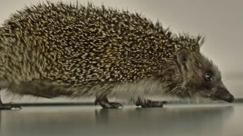 A small hedgehog runs around the table on a white background in search of an Stock Footage 131015871