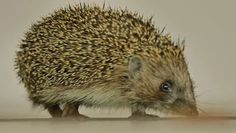 A small hedgehog runs around the table on a white background in search of an Stock Footage 131018162