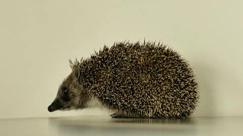 A small hedgehog runs around the table on a white background in search of an Stock Footage 131021939