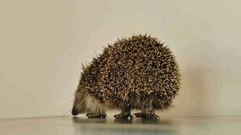 A small hedgehog runs around the table on a white background in search of an Stock Footage 131024934