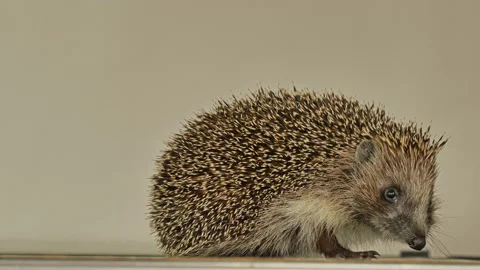 A small hedgehog runs around the table on a white background in search of an Stock Footage 131028136
