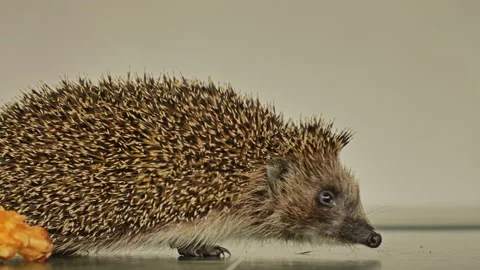 A small hedgehog runs around the table on a white background in search of an Stock Footage 131032975