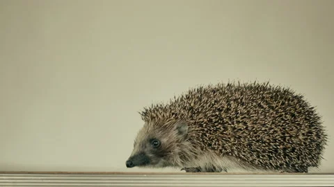 A small hedgehog runs around the table on a white background in search of an Stock Footage 131039754