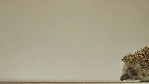 A small hedgehog runs around the table on a white background in search of an Stock Footage 131041786