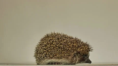 A small hedgehog runs around the table on a white background in search of an Stock Footage 131046288