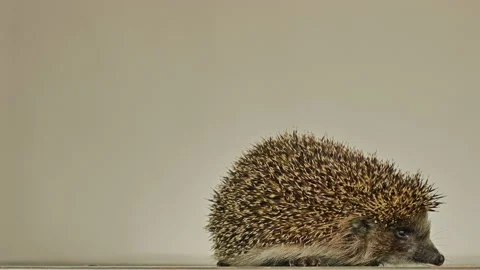 A small hedgehog runs around the table on a white background in search of an Stock Footage 131050216
