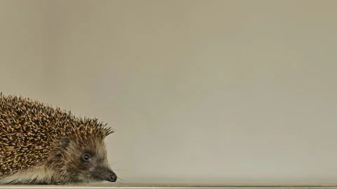 A small hedgehog runs around the table on a white background in search of an Stock Footage 131053163