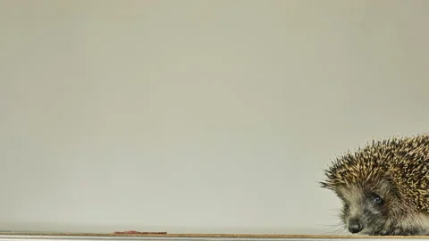 A small hedgehog runs around the table on a white background in search of an Stock Footage 131058442
