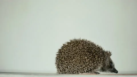 A small hedgehog runs around the table on a white background in search of an Stock Footage 131060046
