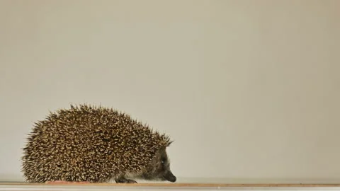 A small hedgehog runs around the table on a white background in search of an Stock Footage 131061582