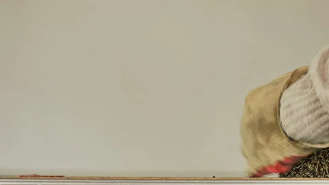 A small hedgehog runs around the table on a white background in search of an Stock Footage 131062425