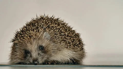 A small hedgehog runs around the table on a white background in search of an Stock Footage 131129505