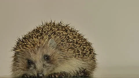 A small hedgehog runs around the table on a white background in search of an Stock Footage 131130258