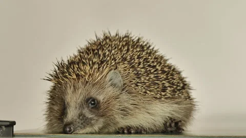 A small hedgehog runs around the table on a white background in search of an Stock Footage 131130906