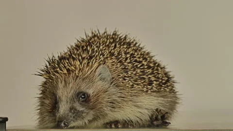 A small hedgehog runs around the table on a white background in search of an Stock Footage 131132294