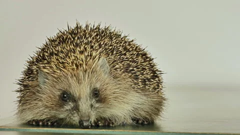 A small hedgehog runs around the table on a white background in search of an Stock Footage 131132998