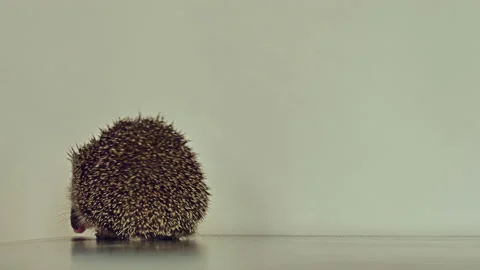 A small hedgehog runs around the table on a white background in search of an Stock Footage 131135264