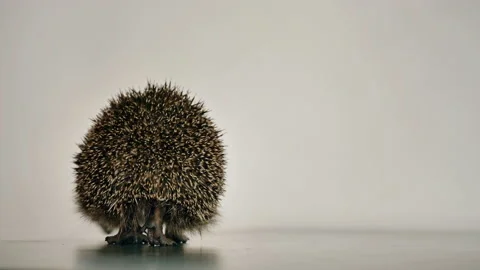A small hedgehog runs around the table on a white background in search of an Stock Footage 131135500