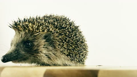 A small hedgehog runs around the table on a white background in search of an Stock Footage 131137204