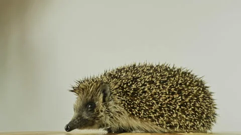 A small hedgehog runs around the table on a white background in search of an Stock Footage 131140383