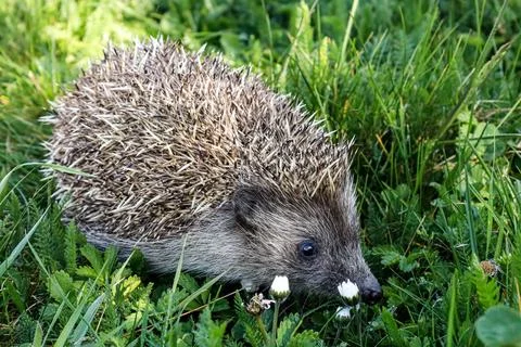 A small hedgehog with sharp quills explores a field of green grass and smal.. Stock Photos