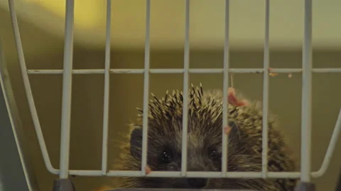 A small hedgehog is sitting in a cage. He gets his food through the bars. Stock Footage 131063316