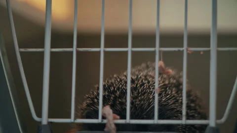 A small hedgehog is sitting in a cage. He gets his food through the bars. Stock Footage 131064294