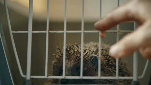 A small hedgehog is sitting in a cage. He gets his food through the bars. Stock Footage 131064730