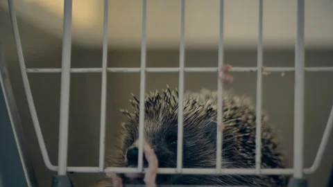 A small hedgehog is sitting in a cage. He gets his food through the bars. Stock Footage 131065387