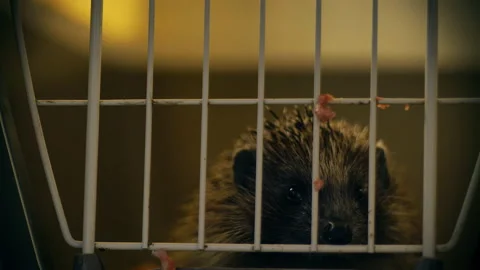 A small hedgehog is sitting in a cage. He gets his food through the bars. Stock Footage 131065897