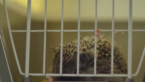 A small hedgehog is sitting in a cage. He gets his food through the bars. Stock Footage 131066352