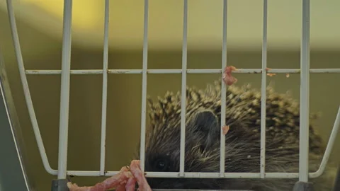 A small hedgehog is sitting in a cage. He gets his food through the bars. Stock Footage 131067105